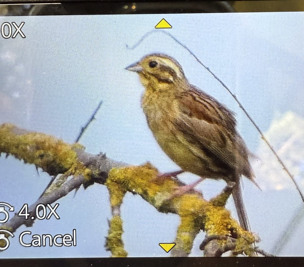 GaryWVC76's tweet image. Sacred Ibis, Cirl Bunting, Dune Chafer and Cockchafer from Ca’Savio, Italy. @tam ⁦@NHM_Coleoptera⁩ ⁦@bugmanjones⁩ #beetles #birds