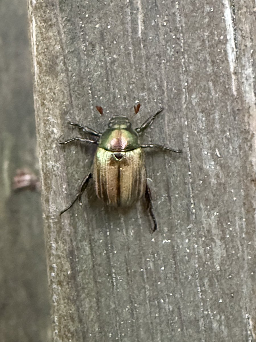 GaryWVC76's tweet image. Sacred Ibis, Cirl Bunting, Dune Chafer and Cockchafer from Ca’Savio, Italy. @tam ⁦@NHM_Coleoptera⁩ ⁦@bugmanjones⁩ #beetles #birds