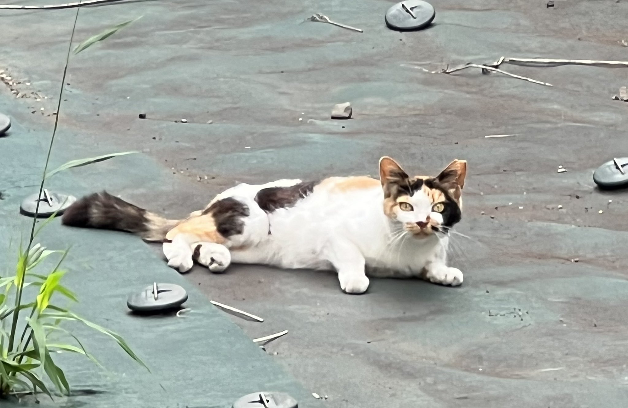 お手軽価格で贈りやすい ねこるん on X:  洗濯機
