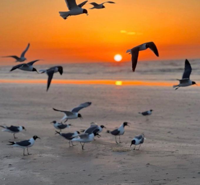 SaltyDGalveston's tweet image. A beautiful Galveston morning.