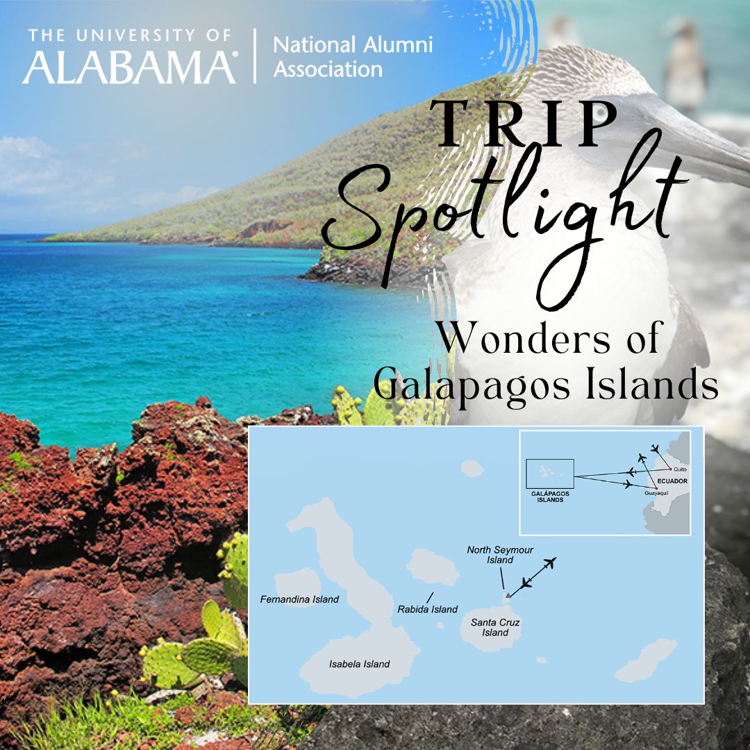 UAAlumniAssoc's tweet image. Check off your bucket list on this 10-day adventure to the extraordinary Galápagos Islands in March 2026! 🦋 Begin in Quito, Ecuador and then cruise around the Galápagos archipelago. Book your trip at uanaa.link/galapagos 🏝️🐢