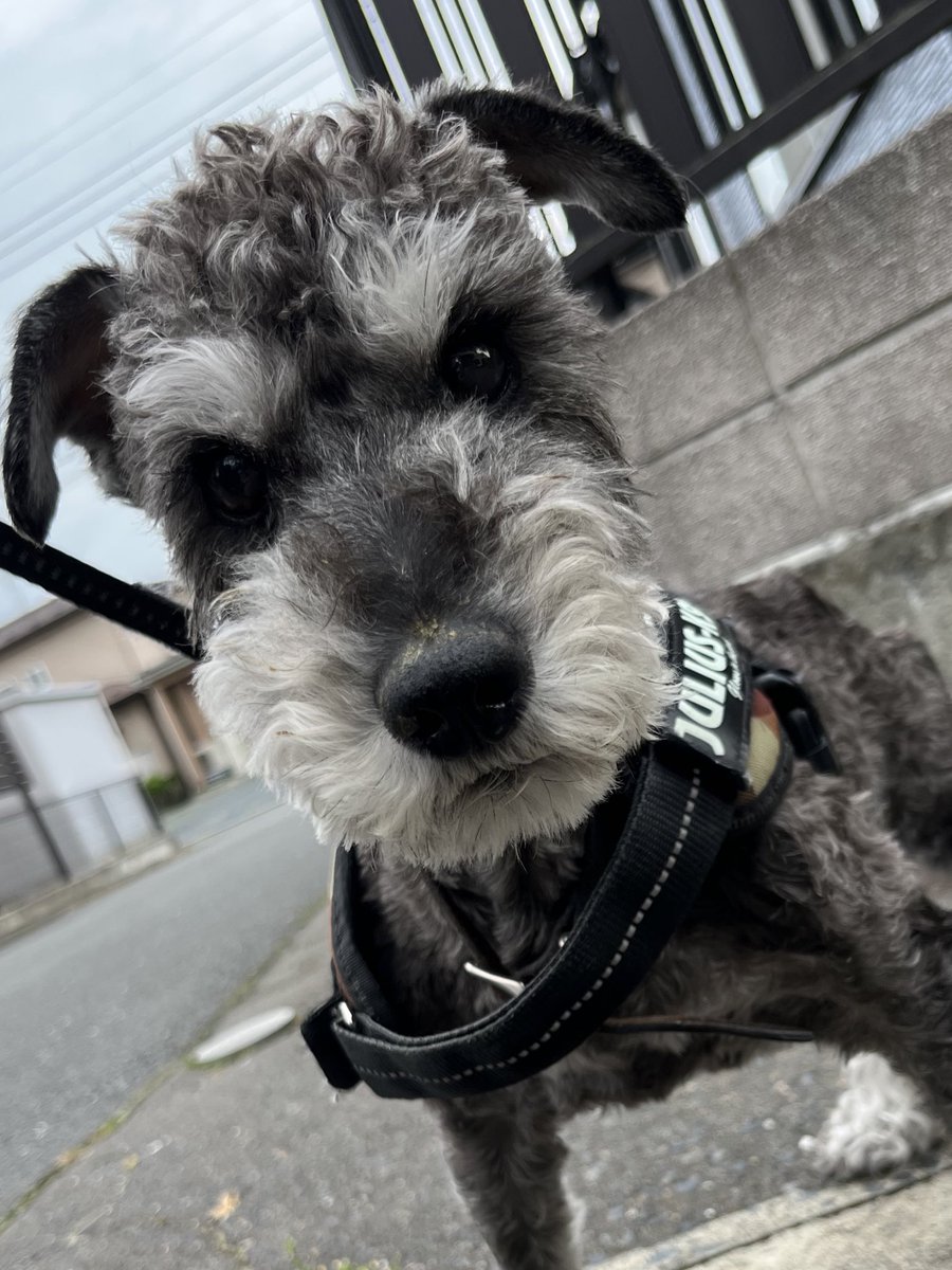 AlT4417's tweet photo. おはようございます^ ^
32℃予想🥵
体力的にキツイ
アルは���歩中🐾 https://t.co/vBEV4X4C18