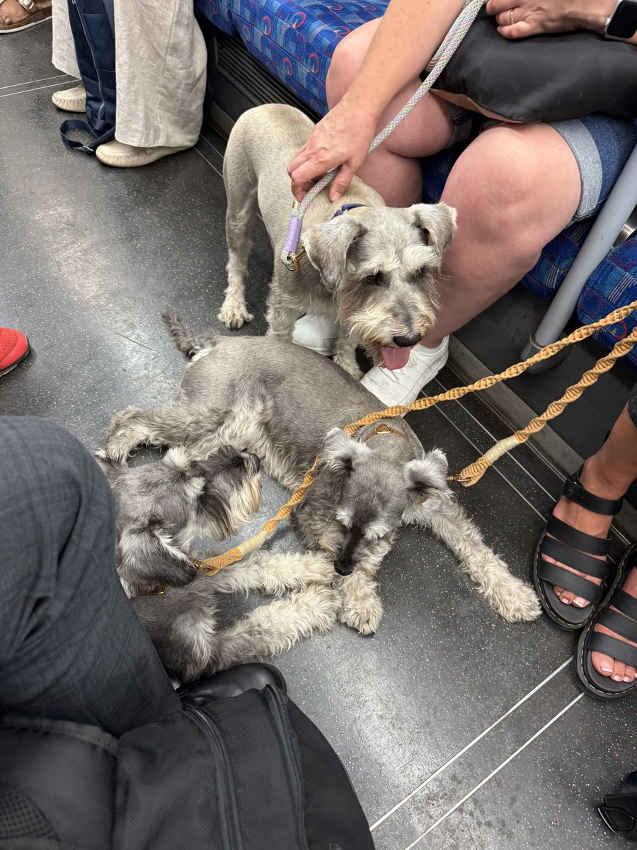 EuSpRIG's tweet image. Had some excellent dog company travelling to @UniofGreenwich for #EuSpRIG 2025!