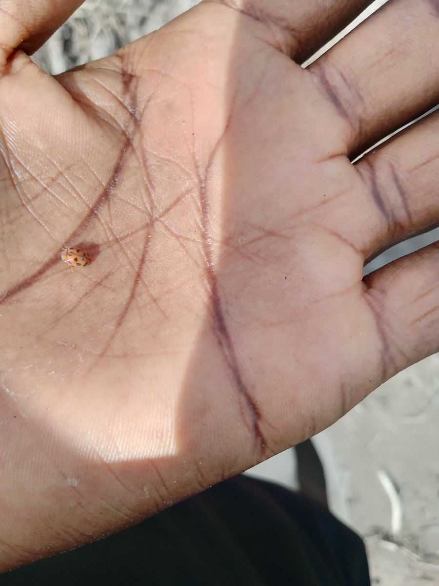 Nna_Paschal's tweet photo. ๐I was at a clientโs farm monitoring maize when I spotted this beetle. At first, I thought it was a regular ladybug, but it turned out to be Epilachna, a plant-feeding beetle that damages young maize leaves.
#EnsuringFoodSecurity
#YourFavouriteFarmer 247๐ https://t.co/puRGK6IEr9