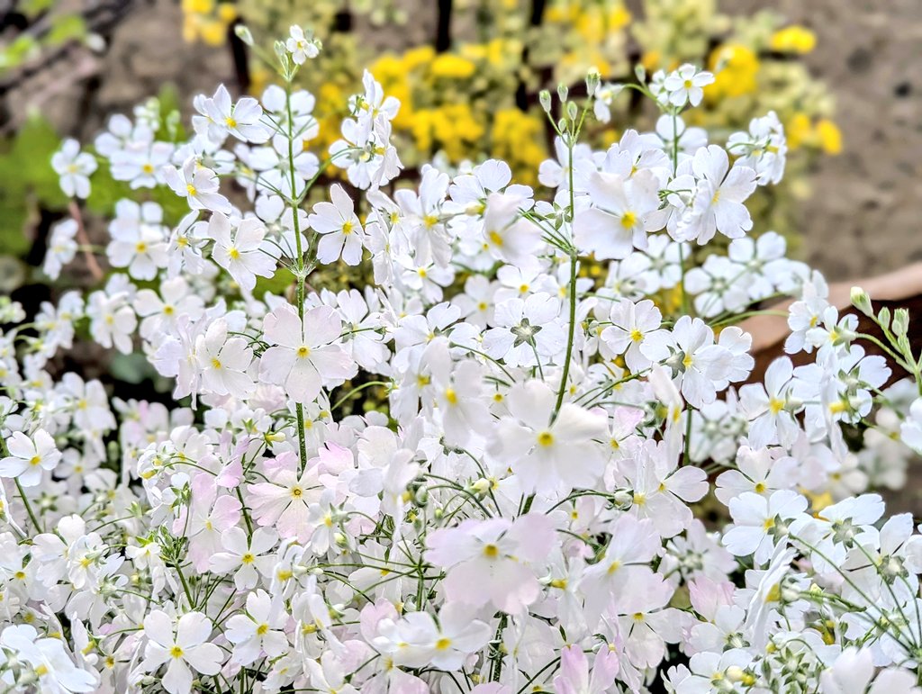 *

闇夜では
宝石につまずいても
邪魔な石だとしか思えない
良心を灯火として進むのですよ
何が大切で
何を恐れるべきか
変わらないことか
変われないことか
何で笑い
何を手放すか

*

#ﾏﾕﾘ