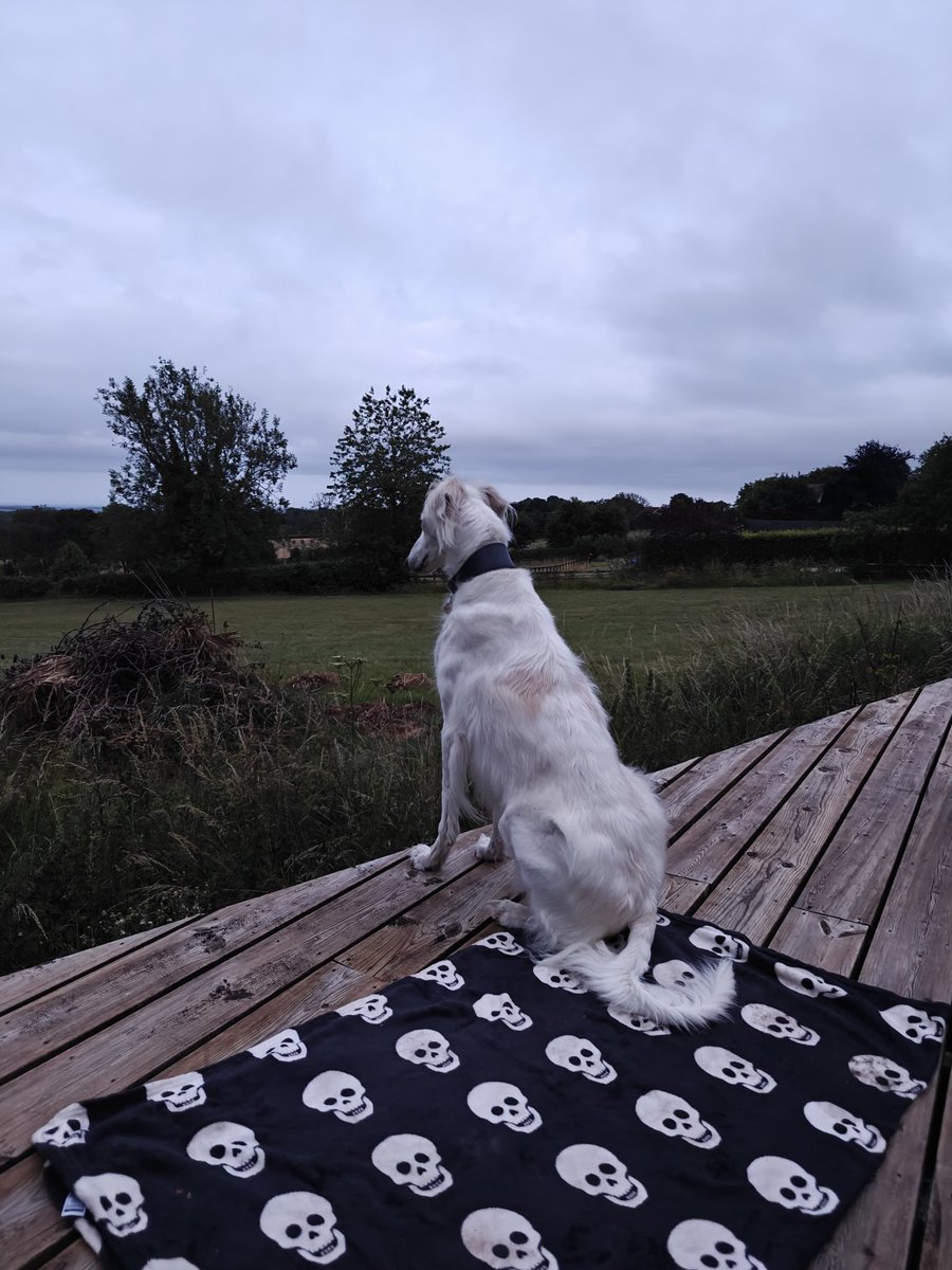 Andy Roots tweet media