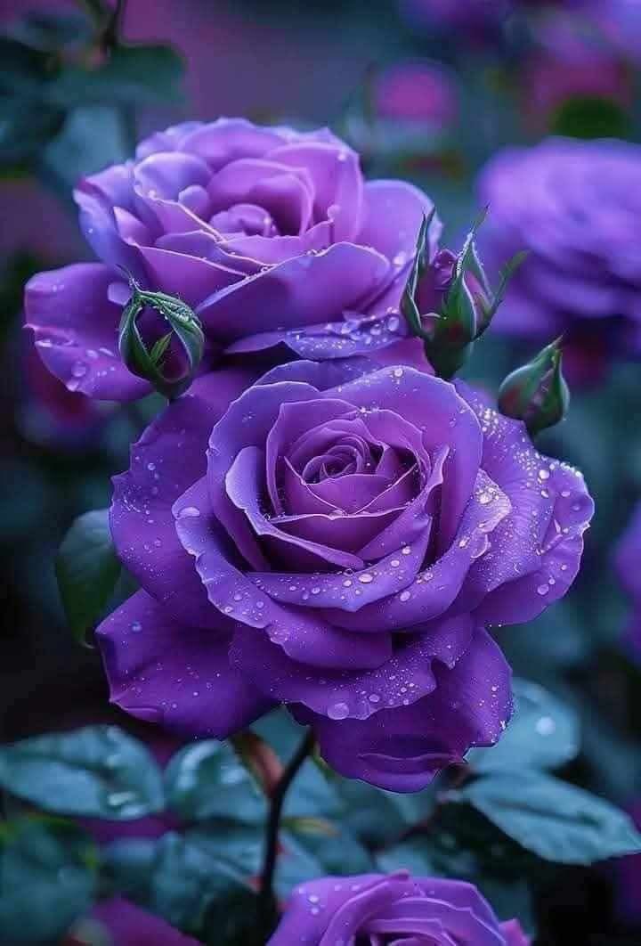 mshafqat72's tweet image. Bathed in dew and cloaked in twilight hues, the purple rose whispers secrets only the heart can hear.
A bloom born of dreams and quiet wonder. 🌹💜
#PurpleRose #NaturePoetry #FloralMagic