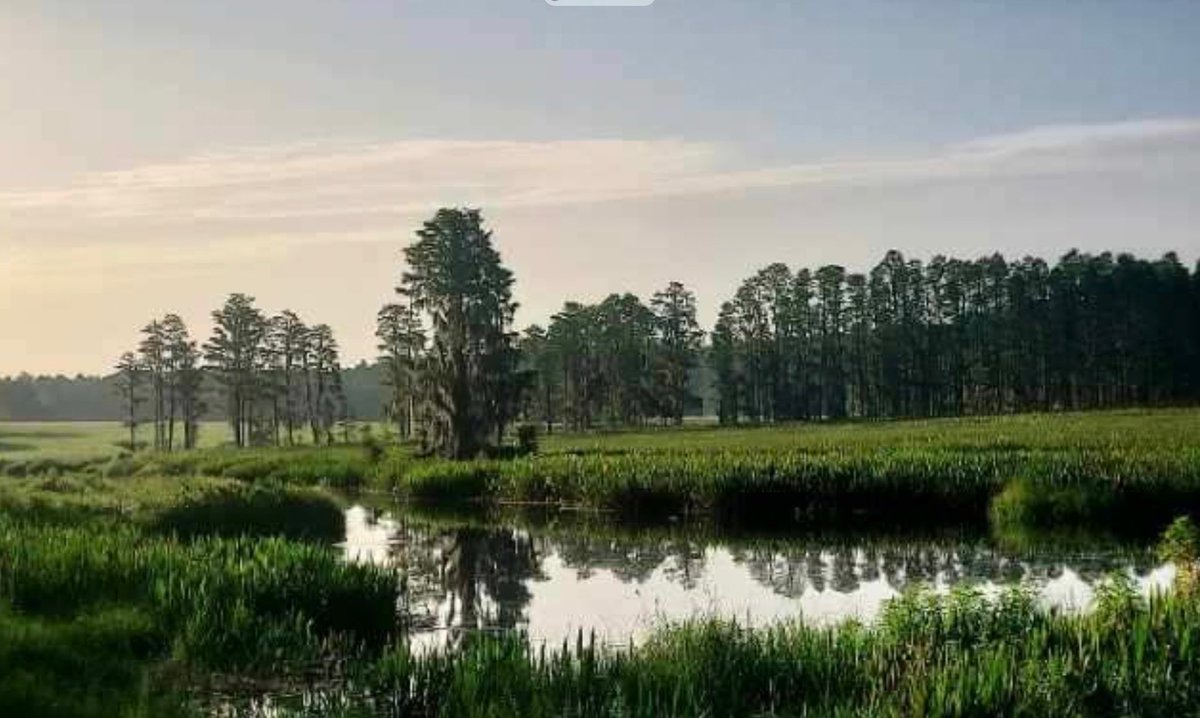 WiltonSimpson's tweet image. Kirkland Ranch consists of 1000 acres in Pasco County in the midst of major development. The ranch is a working cattle operation with abundant water, good soil, trees, and wildlife. The family's wish is to keep this property intact and free of development in order to protect the…