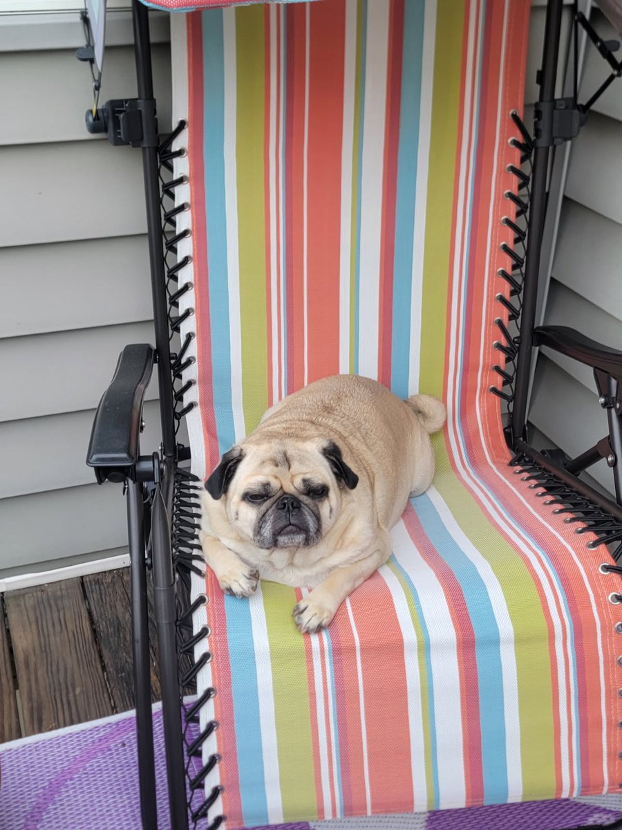 SarahPug12's tweet photo. Orange snoooozing on HIS chair! 😂 #FunyBoy #MyChair 🍊🤗🍊 https://t.co/uZL9L5OwKu