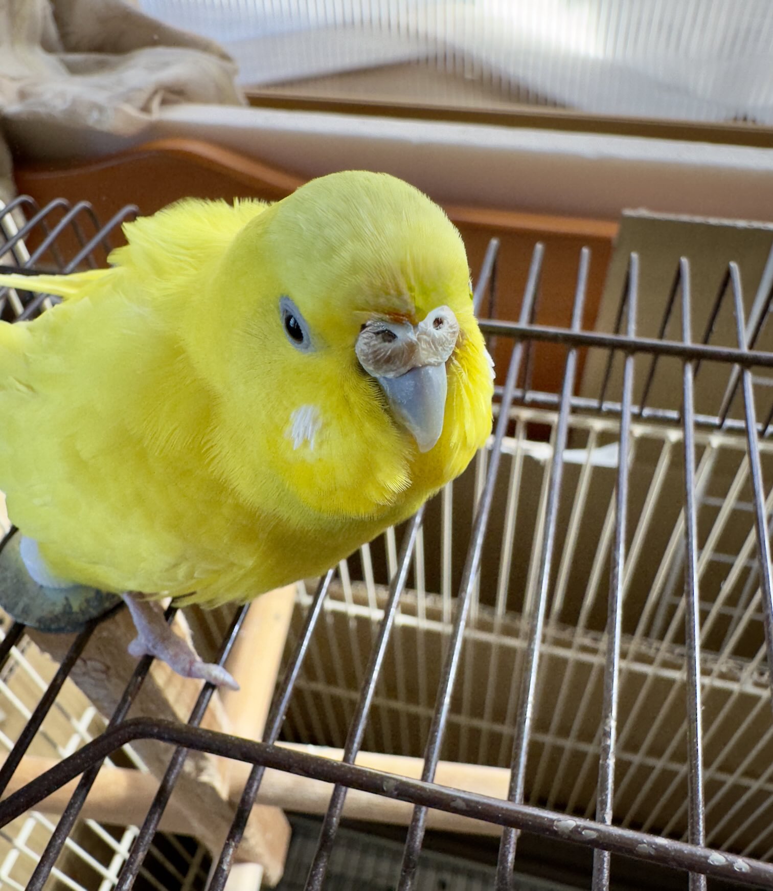 モモンガ様専用ぴよりーな1号ひよこのおかげ さくら餅ひよこ
