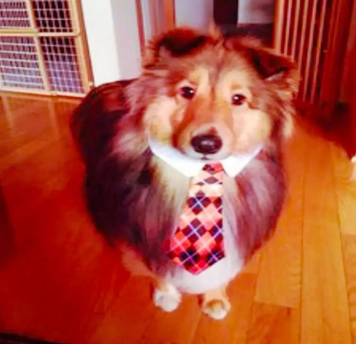 Agent Mulder I don’t mean to alarm you but it appears you’ve turned into an dog