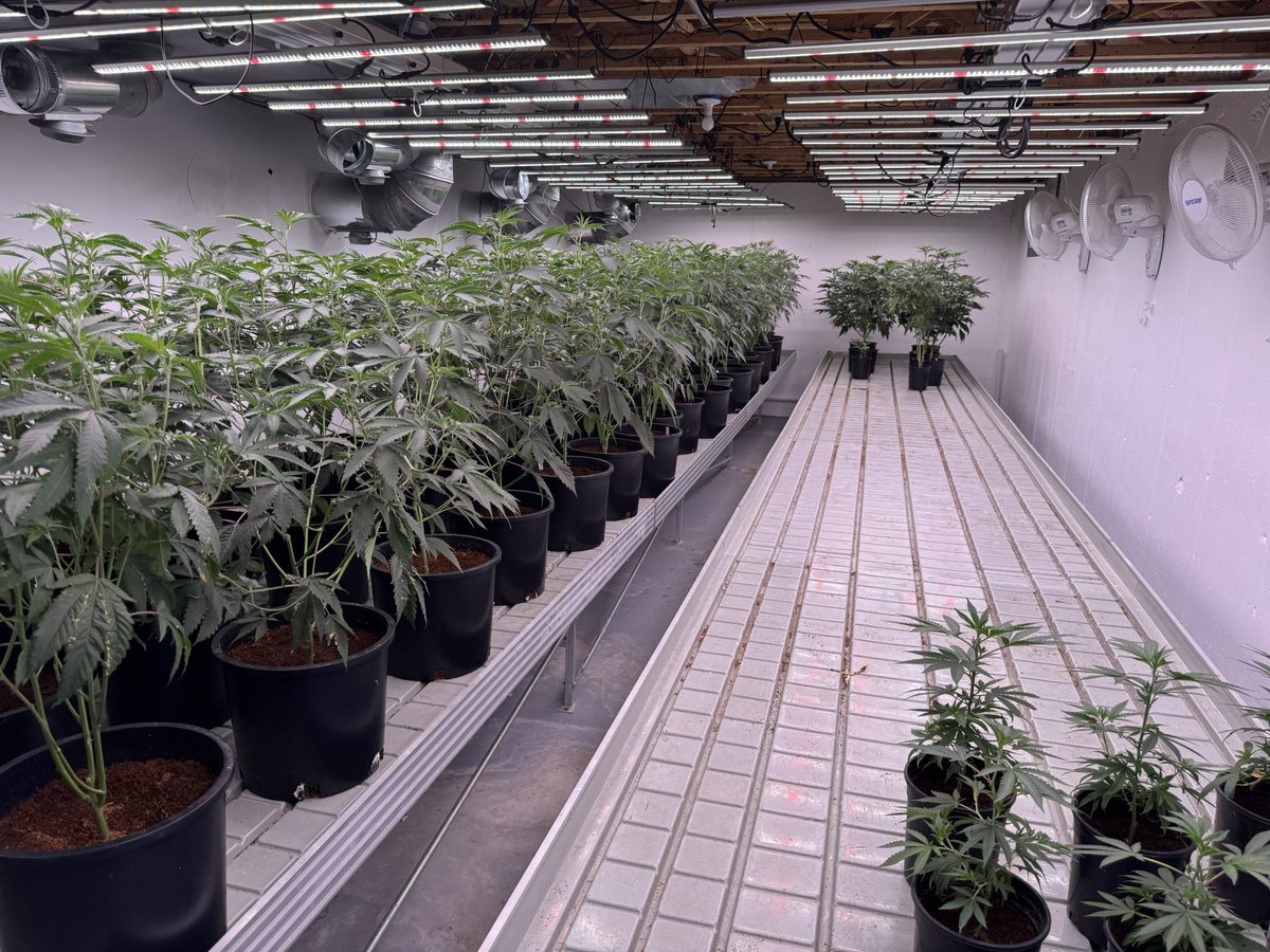 Veg pumping 💪 <a href="/DripHydroFYF/">Drip Hydro</a>