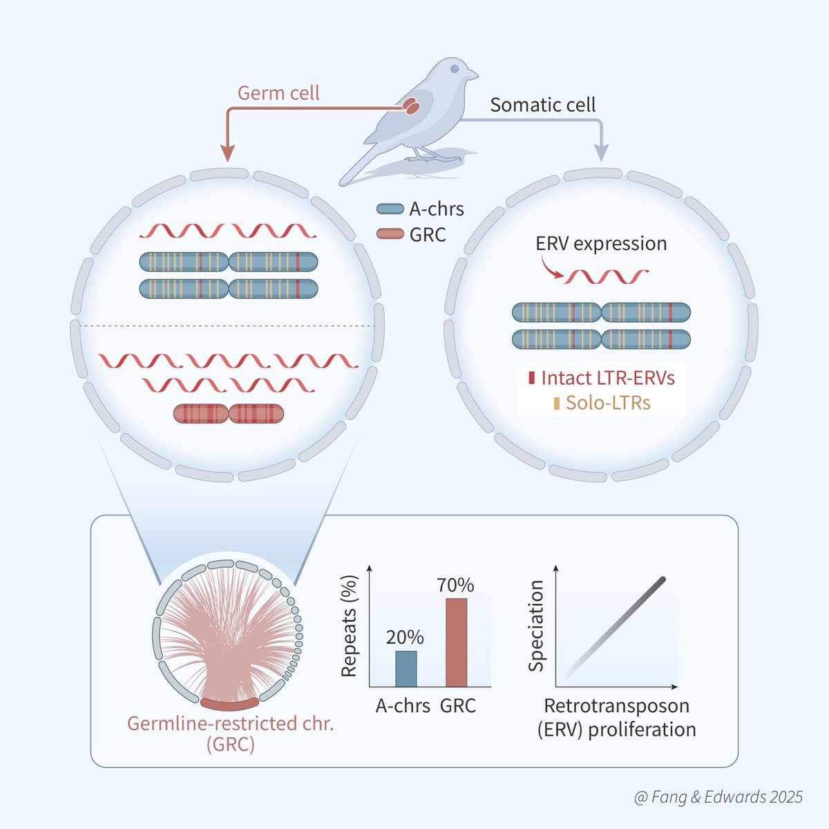 Bohao Fang (@fangbohao) on Twitter photo Our new preprint <a href="/ScottVEdwards1/">Scott V Edwards</a>🧬🐦 Long-read genomes show songbird germline-restricted chromosomes (GRCs; expelled from somatic cells) are 70 % repeats and packed with active LTR retroviruses. A hidden reservoir for TE-driven innovation/diversification! biorxiv.org/content/10.110… Our new preprint <a href="/ScottVEdwards1/">Scott V Edwards</a>🧬🐦 Long-read genomes show songbird germline-restricted chromosomes (GRCs; expelled from somatic cells) are 70 % repeats and packed with active LTR retroviruses. A hidden reservoir for TE-driven innovation/diversification! biorxiv.org/content/10.110…