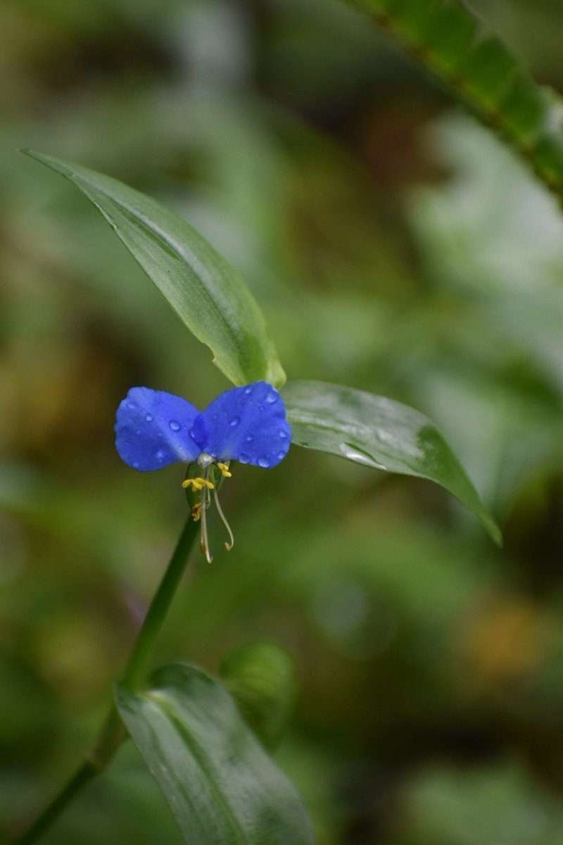 ★ 露草★ 露草 写真素材 [3316921] - フォトライブラリー