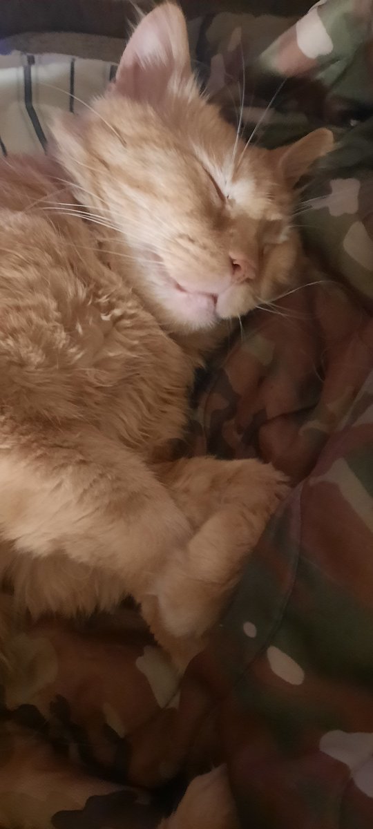 BBQ Judge Scott tweet media