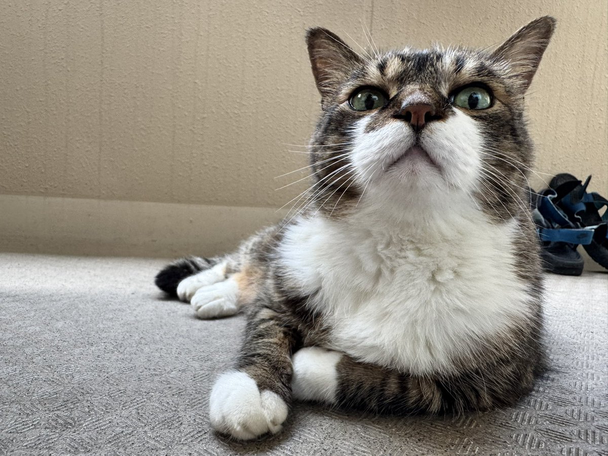 ベランダもうちょっと涼しくならないにゃお？