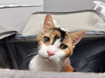 A  senior "Gemini" was left in the dust
&amp; to save this #NewYork girl is a must!
Hyperthyroid but easy to treat
&amp; with a daily pill it can be beat!
Please adopt if you can
or pledge for a rescue plan!
Don't leave this dear girl behind
&amp; so precious you will find! 
VERY URGENT! 🙏