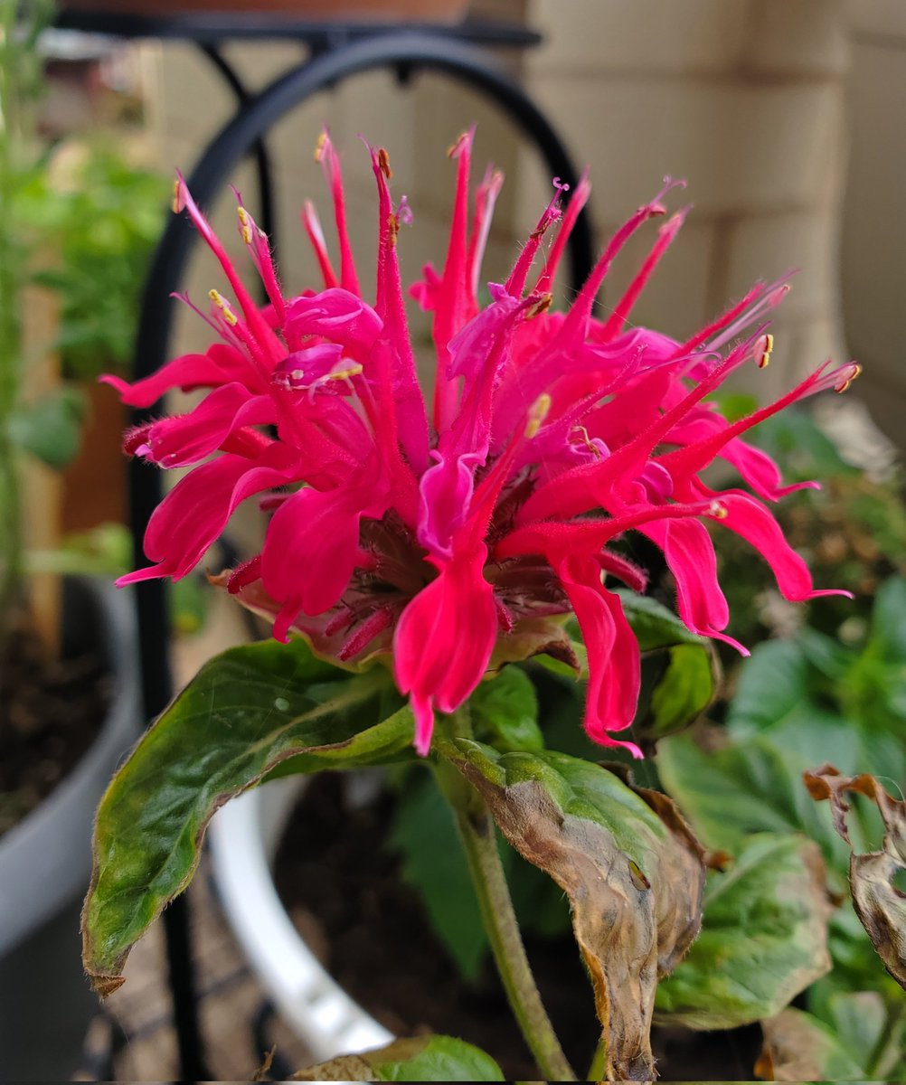 NoctuaIo's tweet photo. My bee balm got attacked by some bug  while it was leafing but it still managed to pull through and flower! I'm so happy to finally see it 😭 https://t.co/XfLlooTzUS