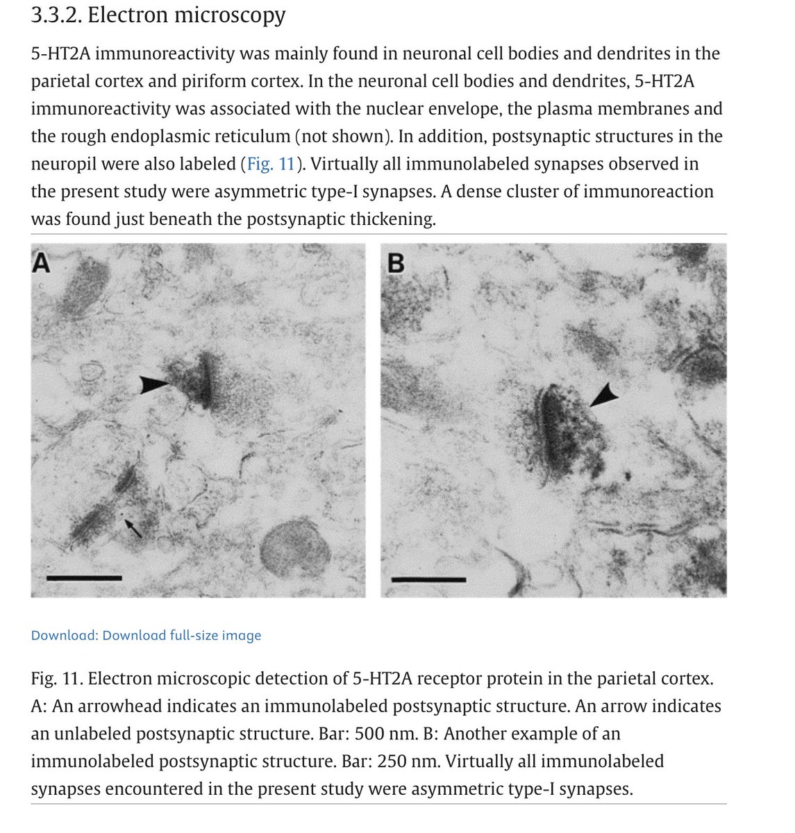 5-HT2A receptors are localized to post-synaptic densities (not intracellular organelles)
#psychedelics
sciencedirect.com/science/articl…