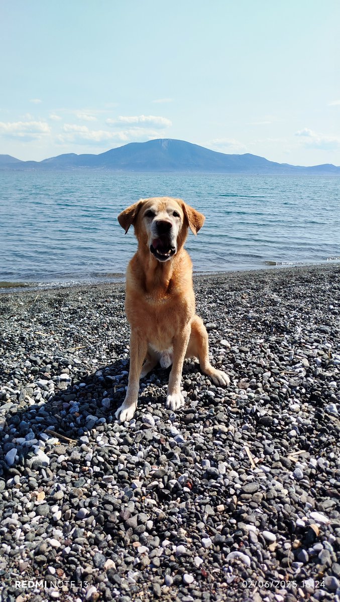 Den_me_noiazei's tweet image. #challenge_κατοικιδιο