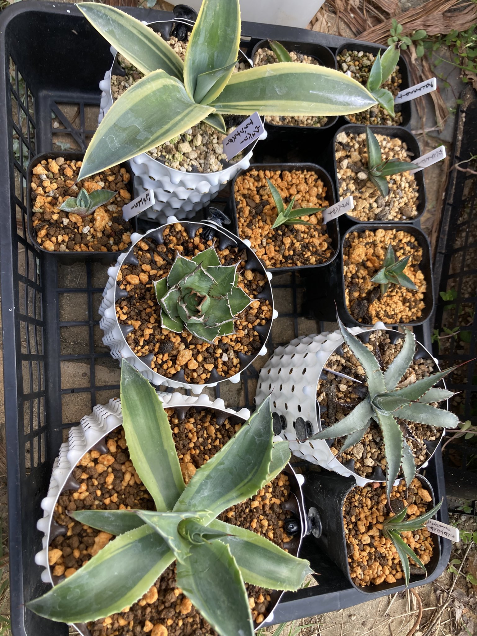 アガベ屋 - Search / X