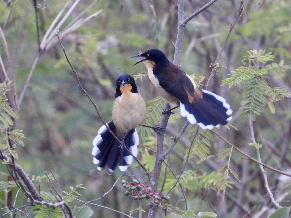Still seeing some great birds too - Boat-billed Heron, Amazonian Kingfisher, Rufous-Tailed Jacamar &amp; Black-Capped Donacobius. Also had our first hummingbird too - Gilded Sapphire