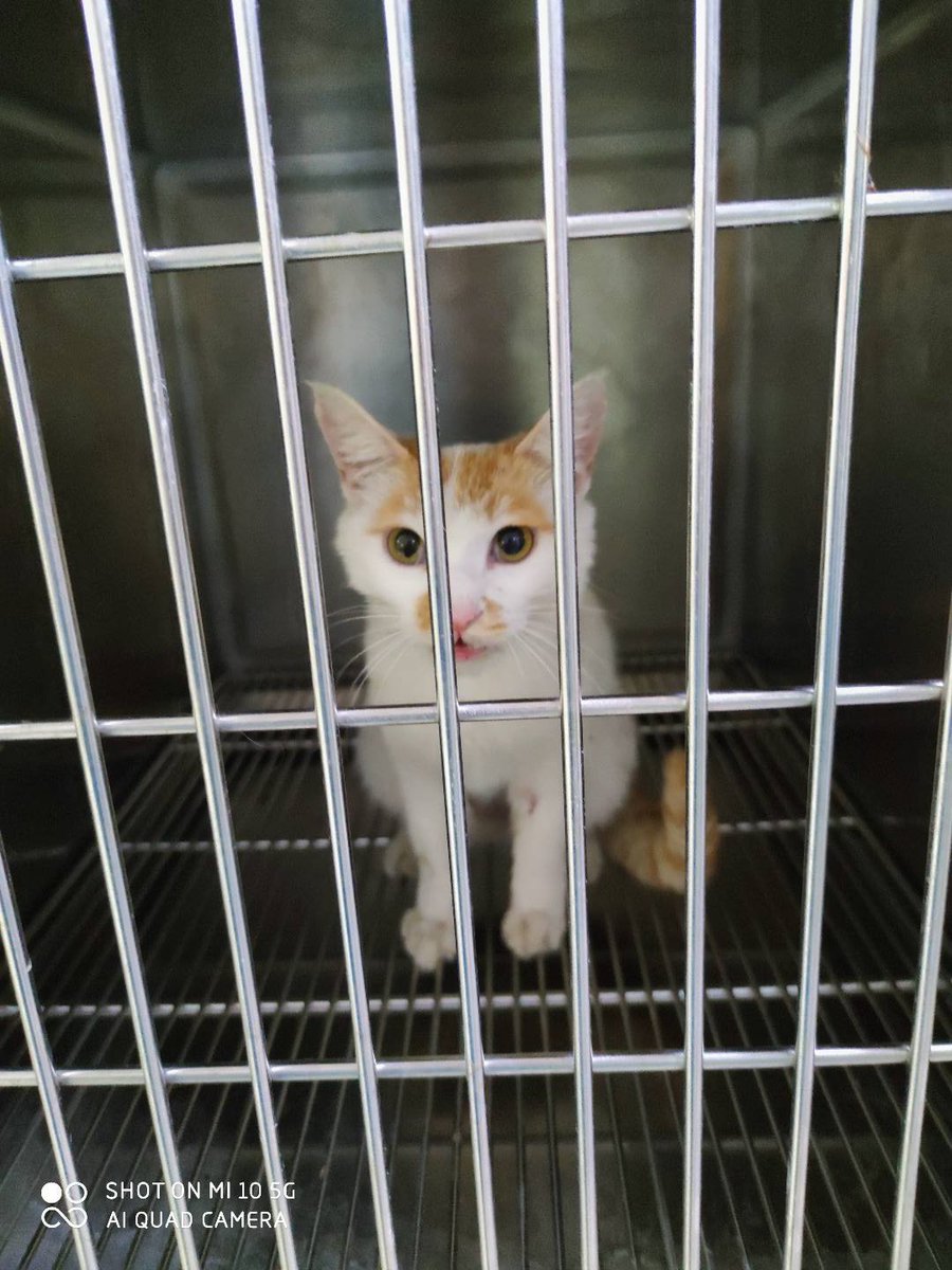 香辣鸡腿堡 tweet media