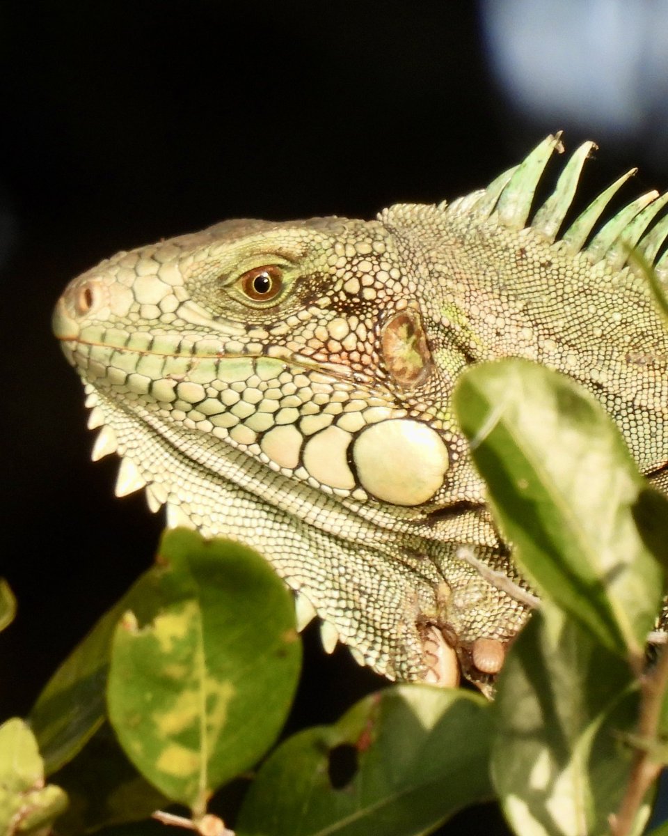 Iguana hiding in plain sight