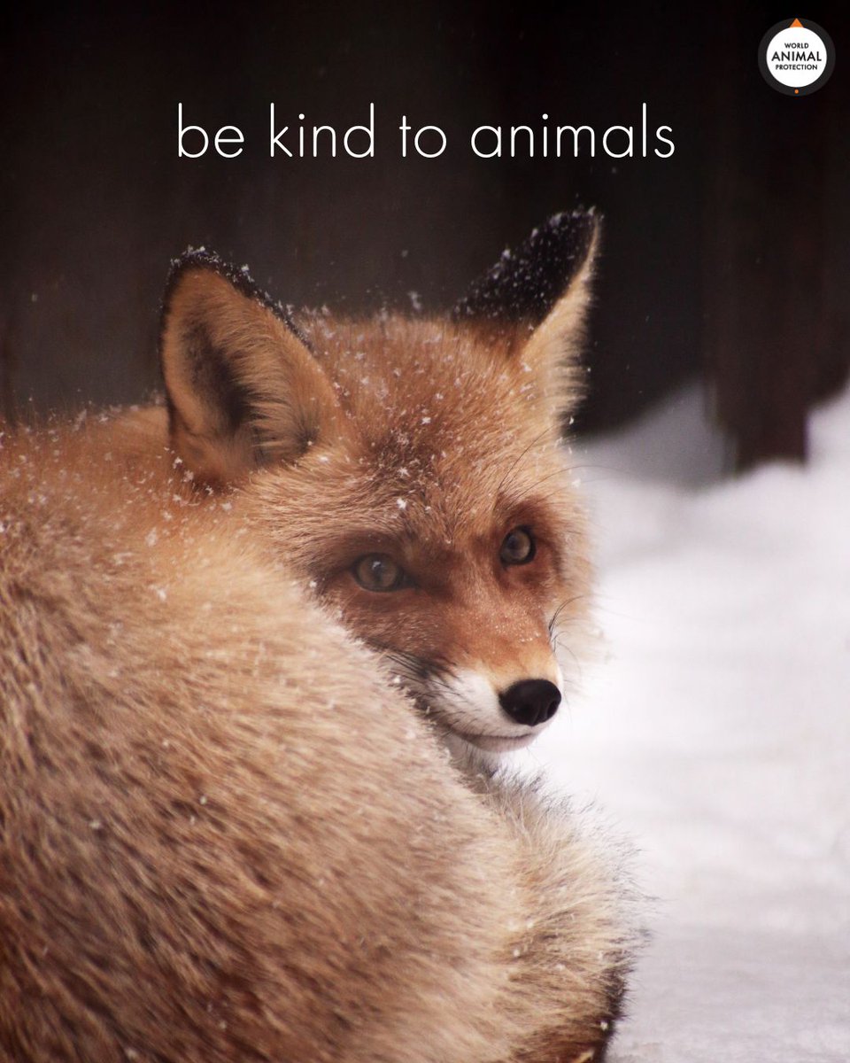 It costs nothing to be kind. 🦊🧡