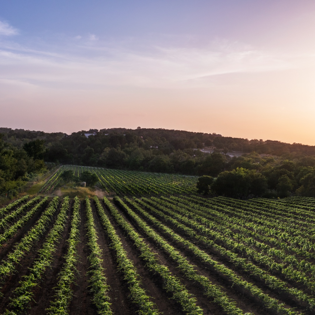 Get Married in Texas Hill Country
The natural beauty of Carter Creek's gardened landscapes and rolling vineyards make it a magical location for weddings.
Book with us for your special day:
cartercreek.com/gatherings/wed…

#CarterCreekWinery #TexasHillCountryWedding #VineyardWedding