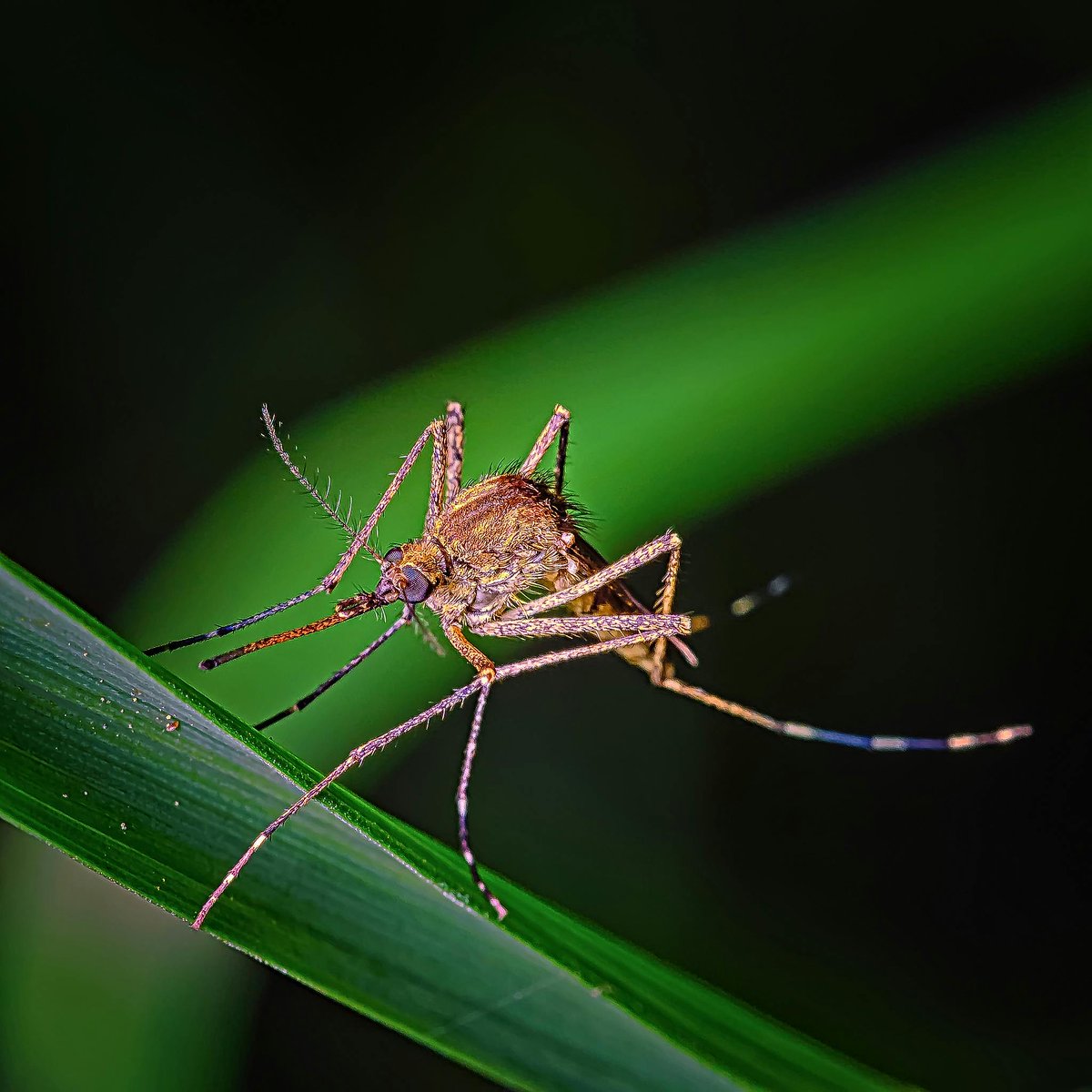 Tomorrow morning 3:45-6:45am, weather permitting, Shelby Co Health Department will conduct mosquito control activities, including spraying to reduce mosquitoes, in portions of ZIP Codes: 38103, 38126, 38104, 38105, 38109, 38106, &amp; 38127. Route map: shorturl.at/xBUCa