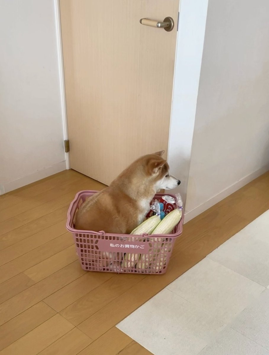 とうもろこし買ってきて手洗いしてる間に貰った記憶ない柴犬のおまけ入ってた…