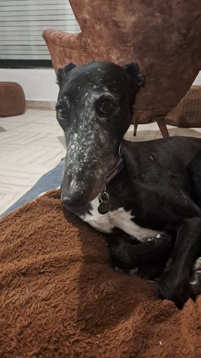 Rochueden's tweet photo. @En_jupiter_ Es negra pero metió la cara donde no debía... https://t.co/jh39YkpOdZ