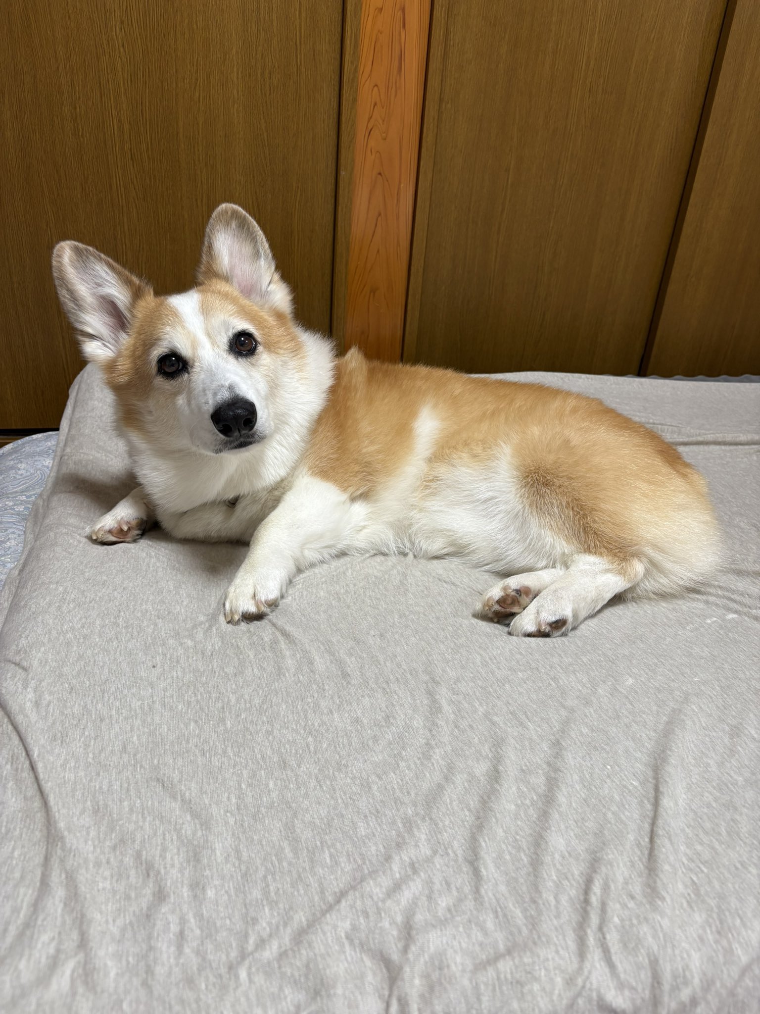 むぎ on X: 