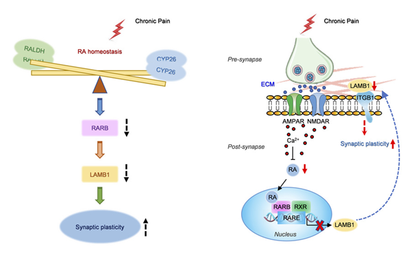 ExtracellMatrix's tweet image. New #review in @jclinicalinvest! 🤓
Dr. Shengxi Wu and colleagues uncover a key role of retinoic acid signaling in neuropathic pain and associated anxiodepression via regulation of #ECM homeostasis. 👇
Give it a read: bit.ly/45Sbezd