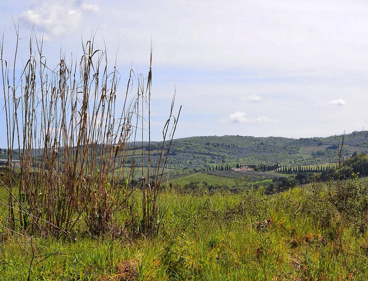 Chianti Classico USA (@chianticlassusa) on Twitter photo Chianti Classico is more than a wine; it’s rolling fields, ancient soils, and a tradition rooted in every hillside. Welcome to the heart of Tuscany.
📸: elisalandiphotographer via Instagram Chianti Classico is more than a wine; it’s rolling fields, ancient soils, and a tradition rooted in every hillside. Welcome to the heart of Tuscany.
📸: elisalandiphotographer via Instagram