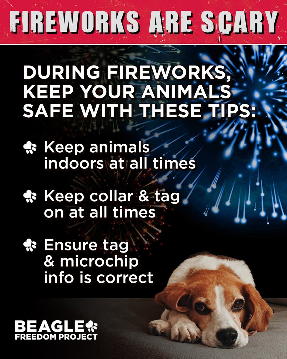 beaglefreedom's tweet image. 🎆 4th of July Tips: Fireworks can be terrifying for dogs. Many run away in panic.
💊 Talk to your vet now if your dog has noise anxiety — meds can help.
🐶 Keep them inside, play white noise, update ID tags, and stay close if you can.
Thanks for looking out for them ❤️💙