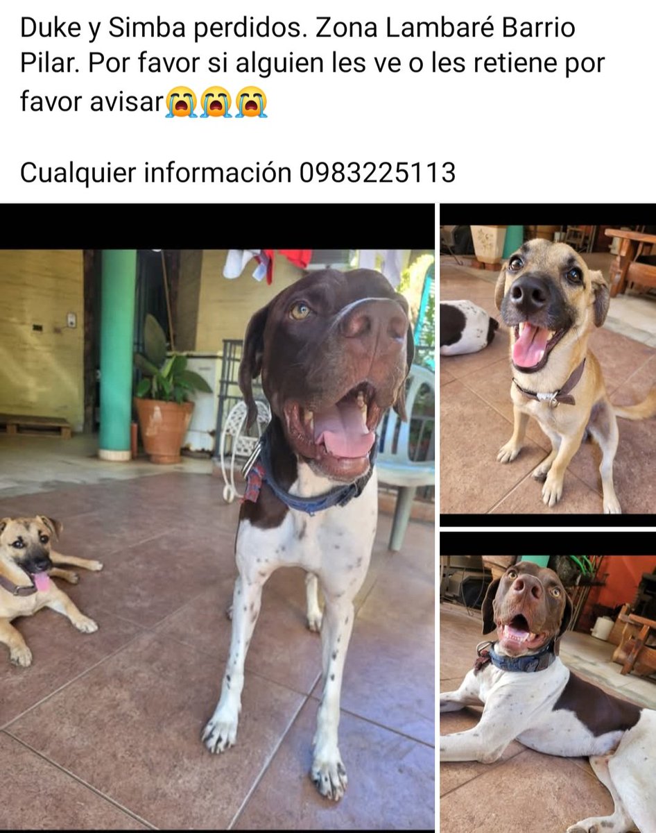 Romi (@romi_pitufa) on Twitter photo <a href="/jfergo86/">Fergo🌎</a> <a href="/aisman6/">Ariel Basualdo</a> <a href="/oscar_marandu/">Oscar H. Acosta C.</a> <a href="/menchibarriocan/">mercedes barriocanal</a> <a href="/Santula/">Santiago González</a> <a href="/fitoca7/">Fito Cabral</a> <a href="/LuisBareiro/">Luis Bareiro</a>
Por favor son mis perritos 😭😭😭 por favor si pueden compartir <a href="/jfergo86/">Fergo🌎</a> <a href="/aisman6/">Ariel Basualdo</a> <a href="/oscar_marandu/">Oscar H. Acosta C.</a> <a href="/menchibarriocan/">mercedes barriocanal</a> <a href="/Santula/">Santiago González</a> <a href="/fitoca7/">Fito Cabral</a> <a href="/LuisBareiro/">Luis Bareiro</a>
Por favor son mis perritos 😭😭😭 por favor si pueden compartir