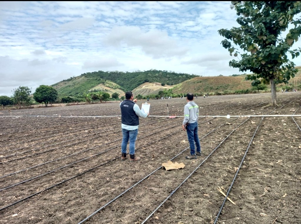 Agricultura_CZ4's tweet photo. #Manabí | Inspectores de semillas del @AgriculturaEc, realizan inspecciones de aprobación de terrenos destinados a multiplicar semillas certificadas de maíz, además brindan asesoria técnica para el manejo de acuerdo a las normativas de la #LOASFAS #ElNuevoEcuador
#NadaNosDetiene https://t.co/nTYO63PEGe