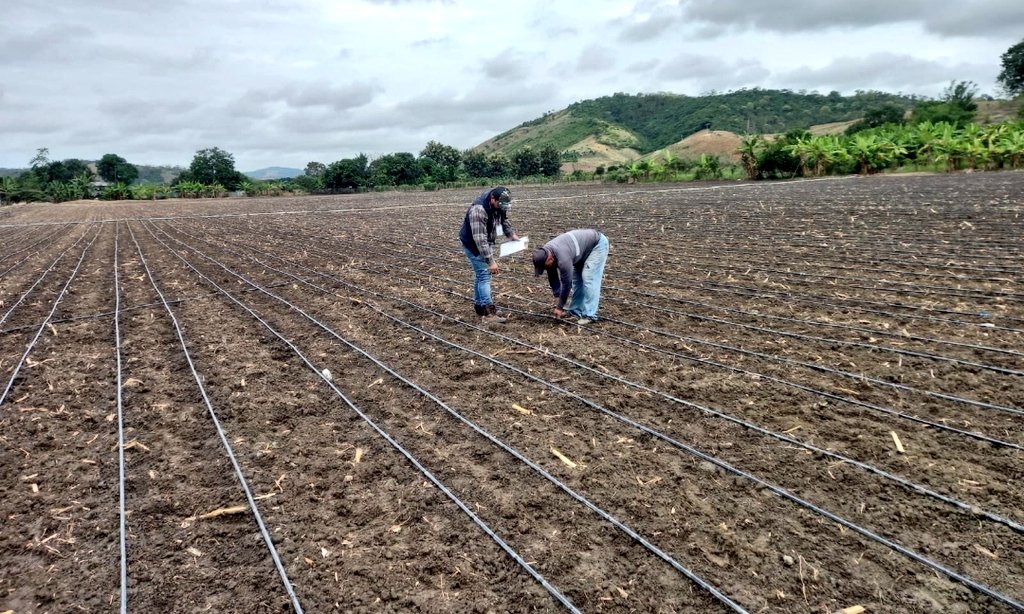 Agricultura_CZ4's tweet photo. #Manabí | Inspectores de semillas del @AgriculturaEc, realizan inspecciones de aprobación de terrenos destinados a multiplicar semillas certificadas de maíz, además brindan asesoria técnica para el manejo de acuerdo a las normativas de la #LOASFAS #ElNuevoEcuador
#NadaNosDetiene https://t.co/nTYO63PEGe