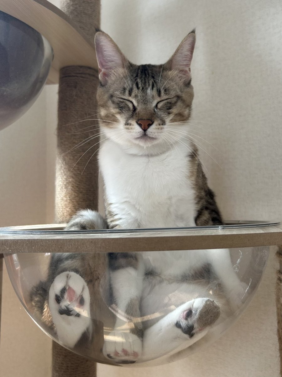 tortoiseshell_9's tweet image. (✋🏻˘ ω˘👌🏻)