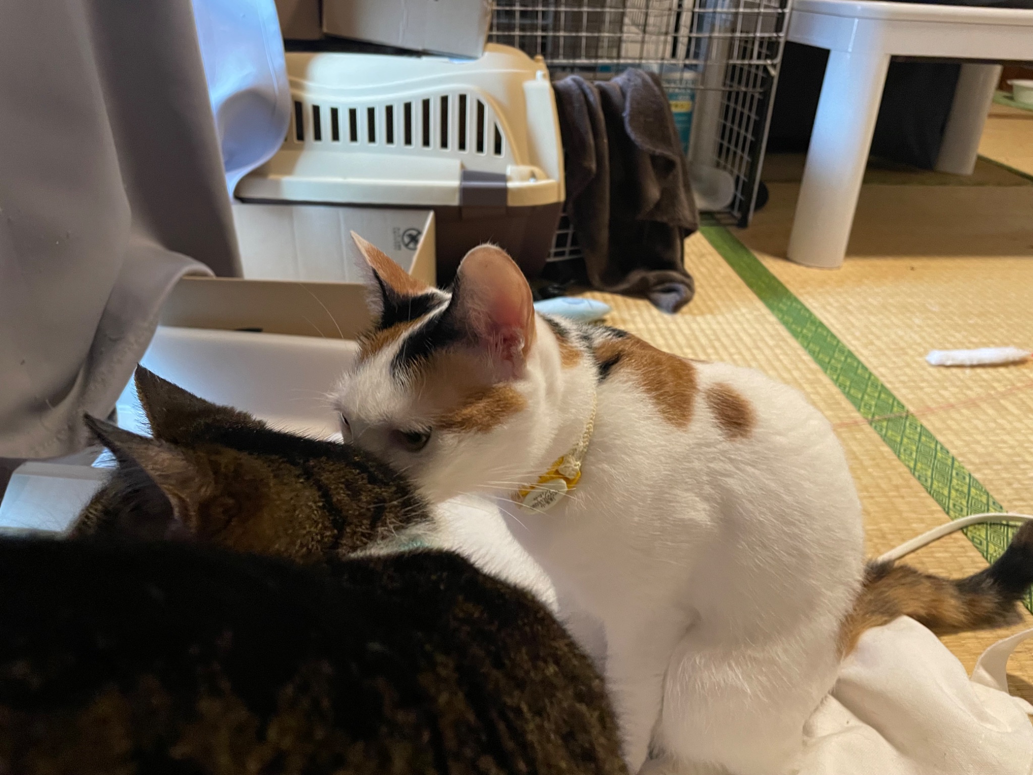 にゃんちくだいすきくらぶ on X: 