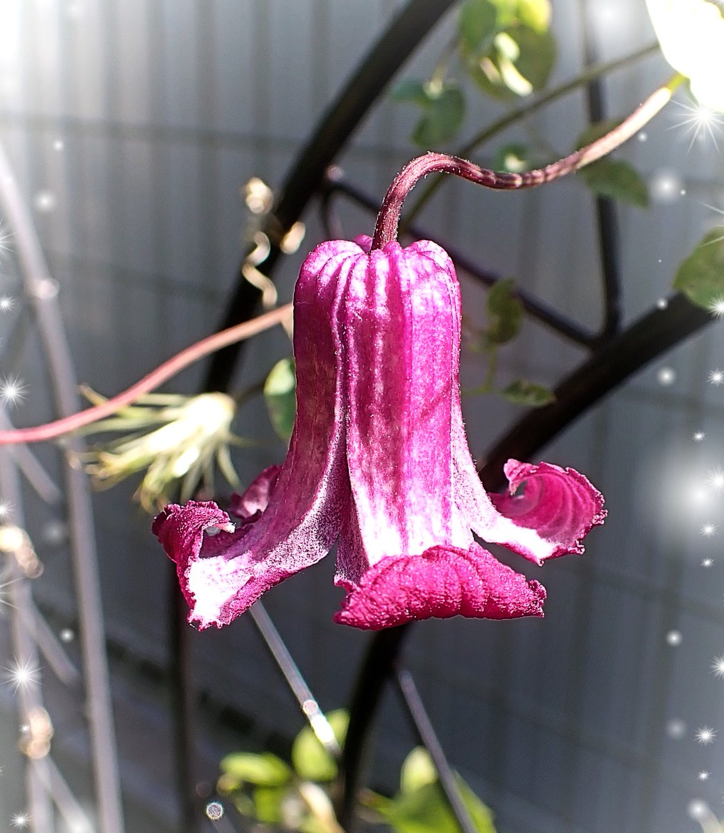 庭のお花

植える場所によって
同じ種類でも咲く時期が少し違って
楽しいです☺️

クレマチス　クイーンマザー✨

🌱Clematis 'Queen Mother'🌱