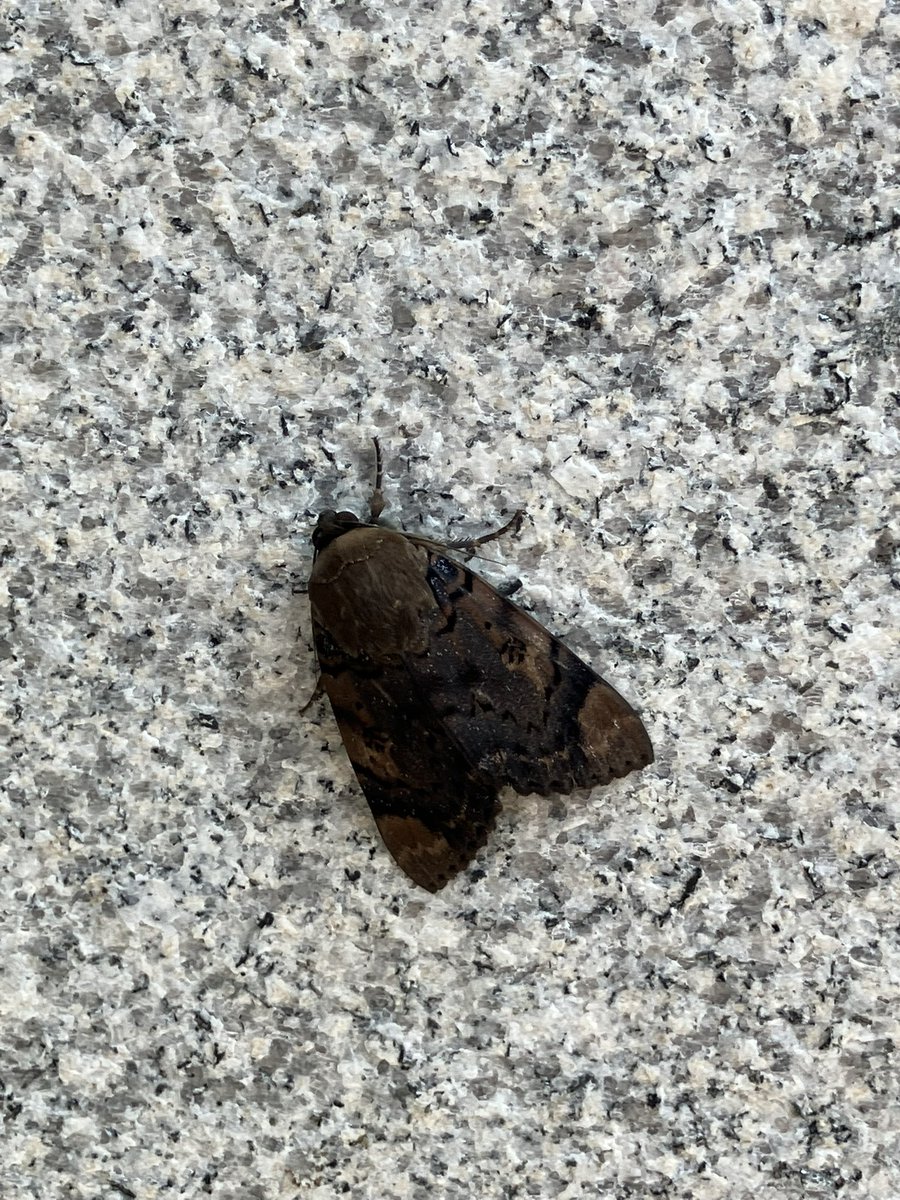 すっかり街中の昆虫まで気になる体質に…！
綺麗な模様。セミかと思ったけど、蛾かな。