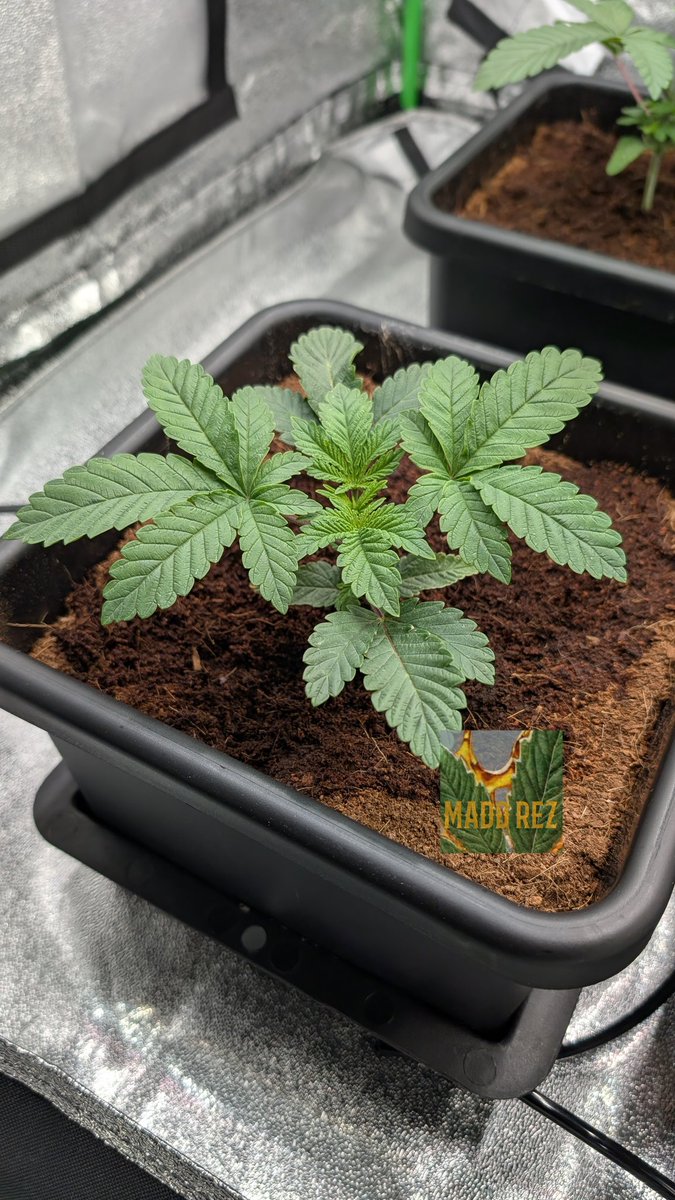 Nova 91🔭 
One of four gals starting Week 3 of Veg - looking to top in the next few days 🌱
Bred by <a href="/irvineseedco/">Irvine Seed Company</a> &amp; <a href="/breeder_j/">Breeder J</a>