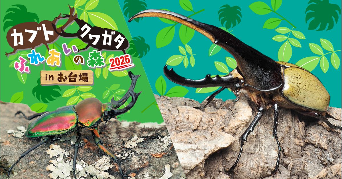 joypolis_event's tweet image. #カブクワ台場 🌳
本日11:00にオープンしました！
たくさんの人に来ていただき
ありがとうございます🤩
特別ふれあいコーナーでは
📢ヘラクレスオオカブト
📢ニジイロクワガタ
ともふれあえます！
8月31日まで開催中🙆
tokyo-joypolis.com/event/fureaino…
#ジョイポリス