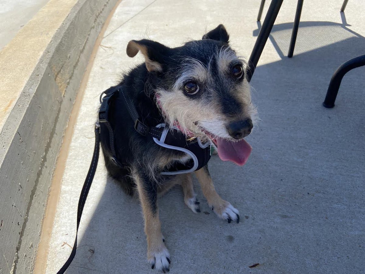 Which one? I need your help picking a photo of Abbey to enter into Montgomery Humane Society’s 2026 calendar contest.