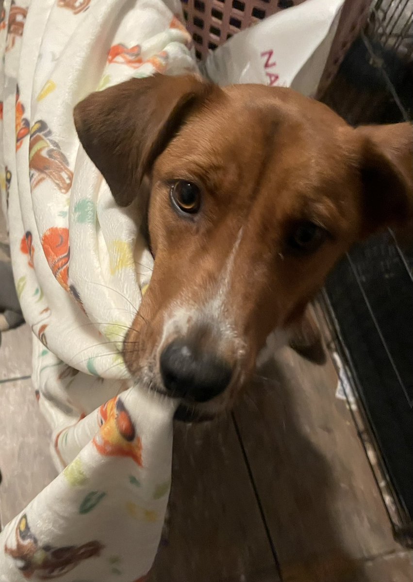 wrenascent's tweet image. I think he likes his new blanket