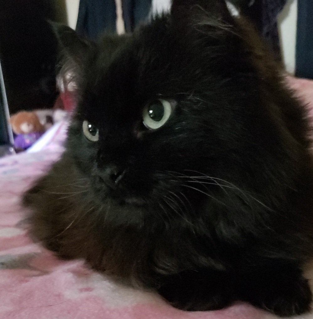 SidtheCat tweet media