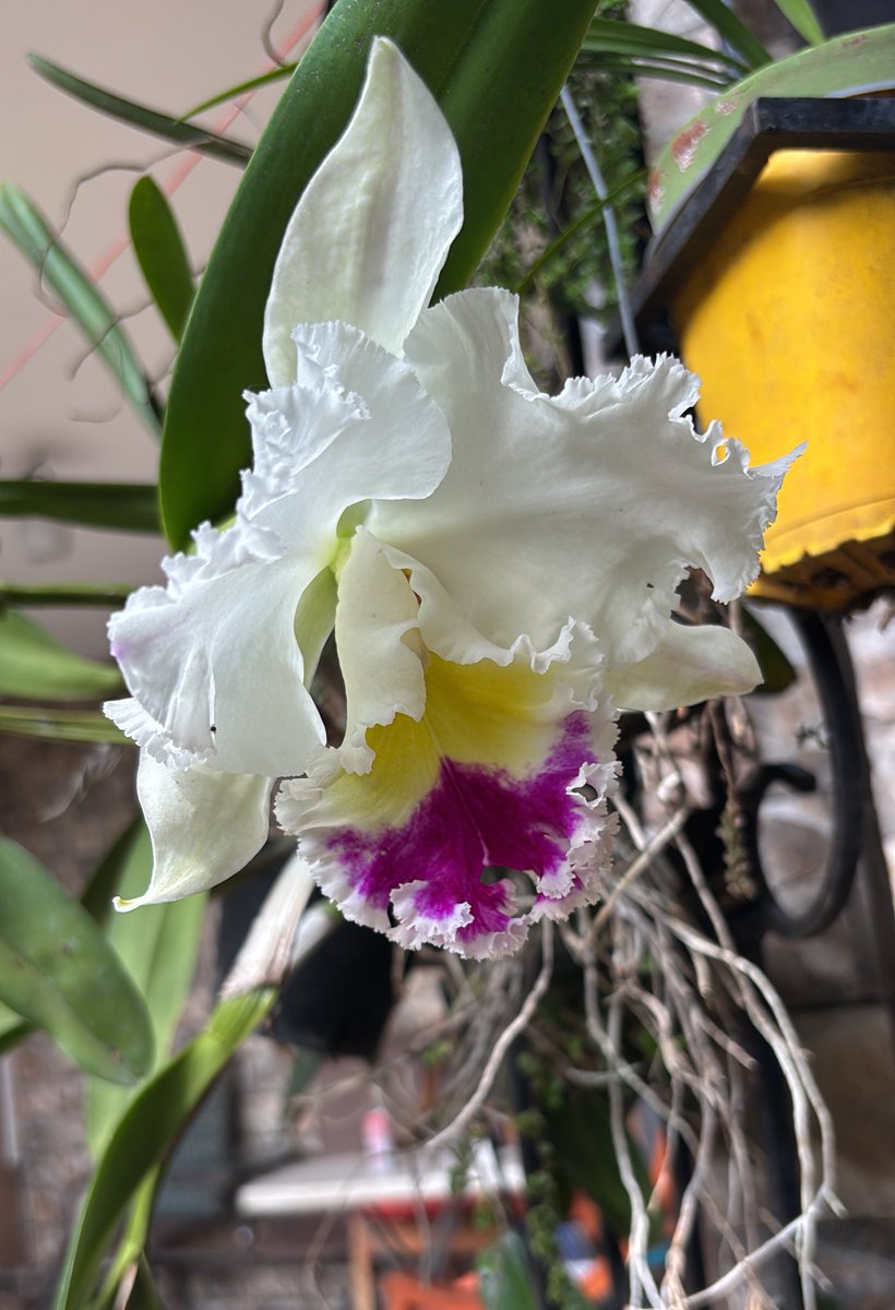 #TenganDecencia
#LiberenARuth